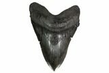 Fossil Megalodon Tooth - Massive Meg Tooth! #160421-1